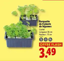 Lidl Barquette de 6 plants de légumes offre