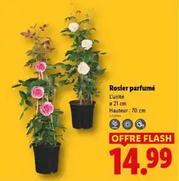 Lidl Rosier parfumé offre