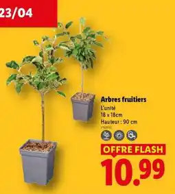 Lidl Arbres Fruitiers offre