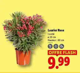 Lidl Laurier rose offre