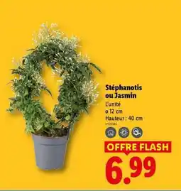 Lidl Stéphanotis ou jasmin offre
