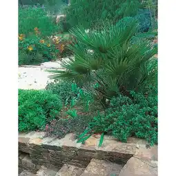 Carrefour Market Palmier des canaries offre