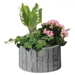 Carrefour Composition bambou offre