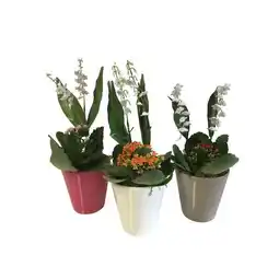 Carrefour Composition muguet offre