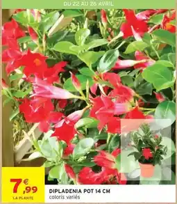 Intermarché Express Avril - dipladenia pot 14cm offre