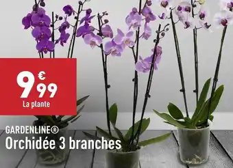 ALDI Orchidée 3 branches offre