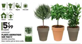 ALDI Plante aromatique sur tige offre