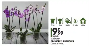ALDI Orchidée 3 branches offre