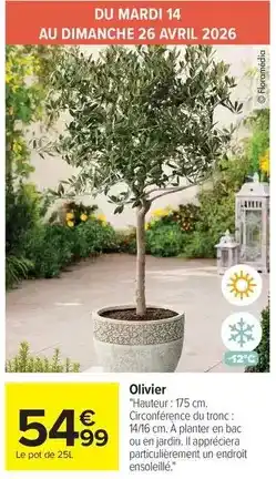 Carrefour Market Avril - olivier offre