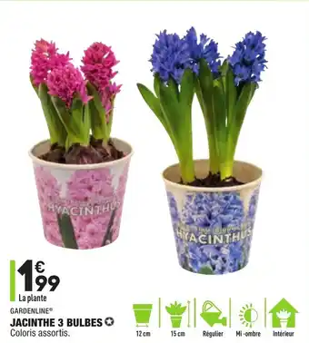 ALDI Jacinthe 3 bulbes offre
