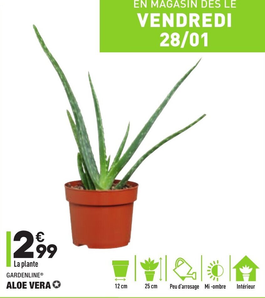 Promo Aloe vera chez ALDI