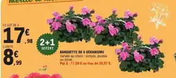 E.Leclerc Barquette de 6 géraniums offre