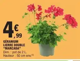 E.Leclerc Géranium lierre double marcada offre