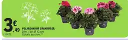E.Leclerc Pelargonium grandiflor offre