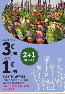E.Leclerc Plantes vivaces offre