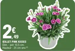 E.Leclerc Œillet pink kisses offre