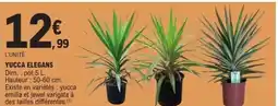 E.Leclerc Yucca elegans offre