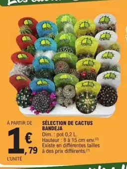 E.Leclerc Sélection de cactus bandeja offre