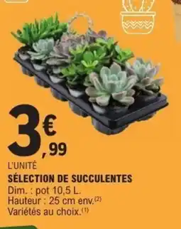 E.Leclerc Sélection de succulentes offre