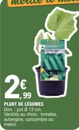 E.Leclerc Plant de légumes offre