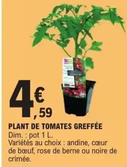 E.Leclerc Plant de tomates greffée offre
