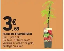 E.Leclerc Plant de framboisier offre