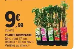 E.Leclerc Plante grimpante offre