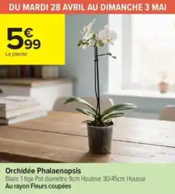 Carrefour Contact Orchidée phalaenopsis offre