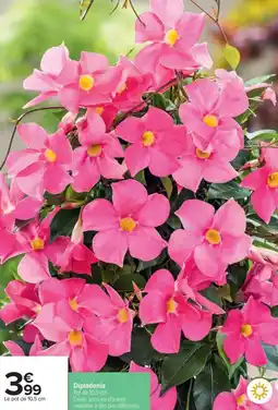 Carrefour Drive Dipladenia offre