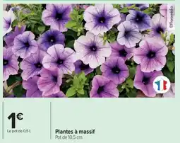 Carrefour Drive Plantes à massif offre