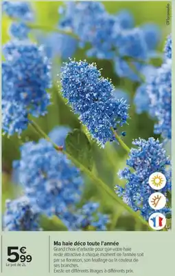 Carrefour Drive Ma haie déco toute l'année offre