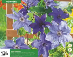 Carrefour Drive Plantes grimpantes offre