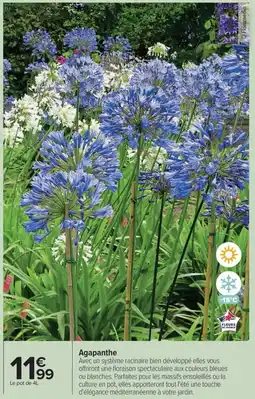 Carrefour Drive Agapanthe offre