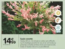 Carrefour Drive Saule crevette offre