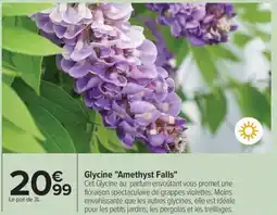 Carrefour Drive Glycine amethyst falls offre