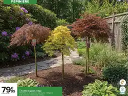 Carrefour Drive Erable du japon en tige offre