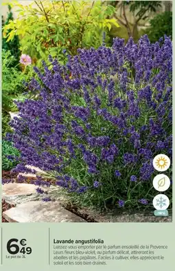 Carrefour Drive Lavande angustifolia offre