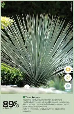 Carrefour Drive Yucca rostrata offre