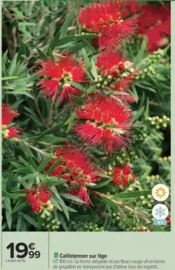 Carrefour Drive Callistemon sur tige offre