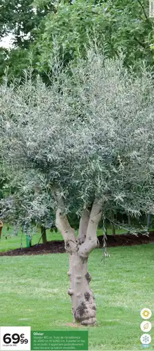 Carrefour Drive Olivier offre