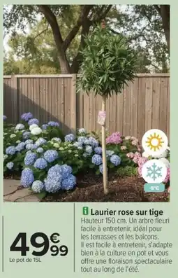 Carrefour Drive Laurier rose sur tige offre