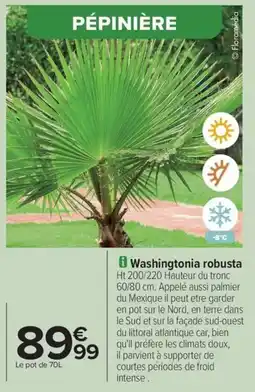 Carrefour Drive Washingtonia robusta offre