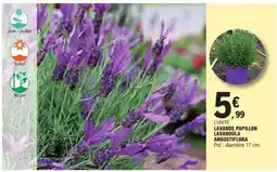 E.Leclerc LAVANDE PAPILLON LAVANDULA ANGUSTIFLORA offre