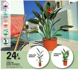 E.Leclerc STRELITZIA REGINA OU AUGUSTA offre