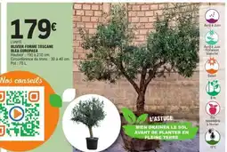 E.Leclerc OLIVIER FORME TOSCANE OLEA EUROPAEA offre