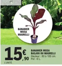 E.Leclerc Bananier Musa Basjoo ou Maurelli offre