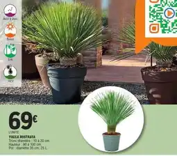 E.Leclerc YUCCA ROSTRATA offre