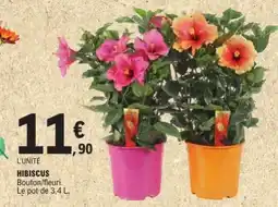 E.Leclerc Hibiscus offre
