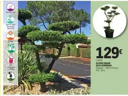 E.Leclerc OLIVIER NUAGE OLEA EUROPAEA offre