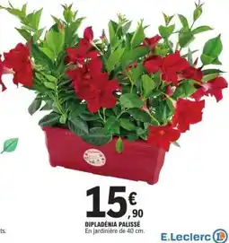 E.Leclerc Dipladénia palissé offre